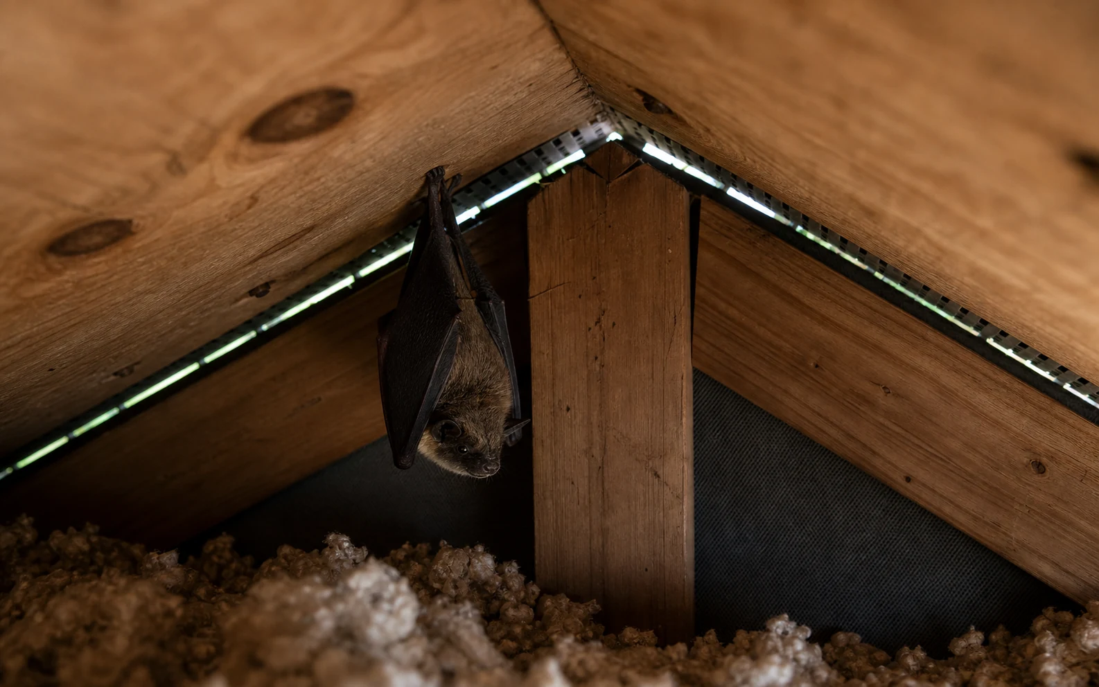 Bat roosting near an attic ridge vent